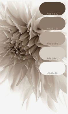 an image of a flower with different colors