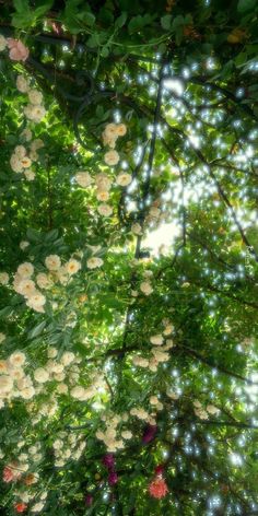 white flowers are blooming in the trees