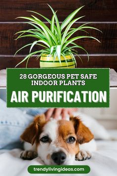 a brown and white dog laying on top of a bed next to a potted plant