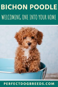 a small brown dog sitting in a blue bucket with the words welcome to your home