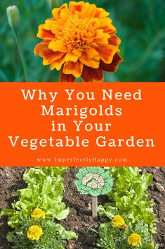 an orange flower with the words why you need margolds in your vegetable garden