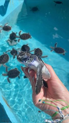 a hand holding a baby turtle in front of a pool full of other sea turtles