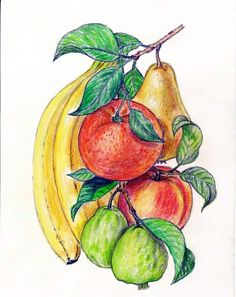 colored pencil drawing of fruit on white paper