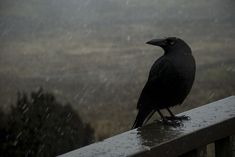 a black bird sitting on top of a wooden bench in the rain with grass and trees behind it