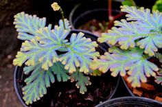 several potted plants with blue and green leaves