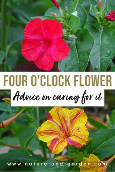 four different flowers with the words four o'clock flower advice on caring for it