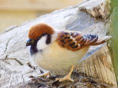 a brown and white bird sitting on top of a tree stump