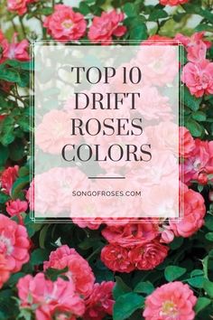 pink flowers with the words top 10 drift roses colors in front of it and an image of