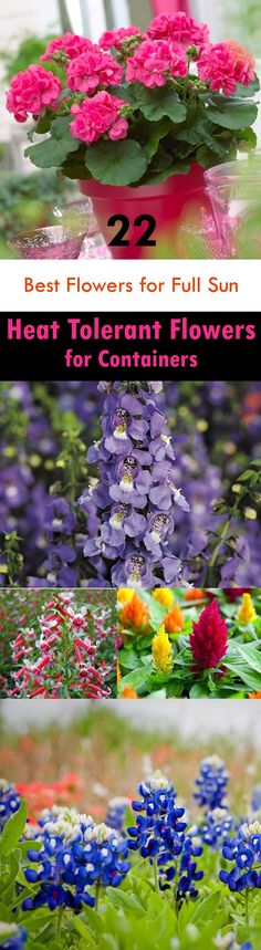 flowers that are in the middle of two pictures with text overlay reading 22 best flowers for full sun heat garden flowers for containers