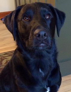 a black dog sitting on the floor in front of a door and looking at the camera