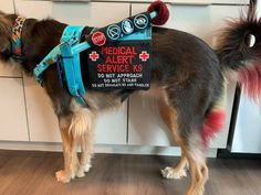 a dog wearing a medical alert service vest