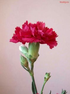 a pink flower in a vase on a table