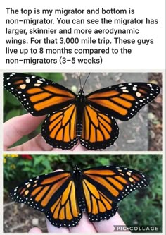 two pictures of the same monarch butterfly