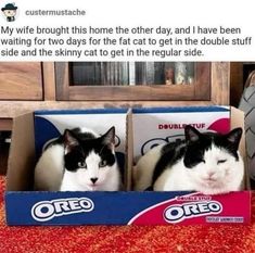 two black and white cats sitting in a box