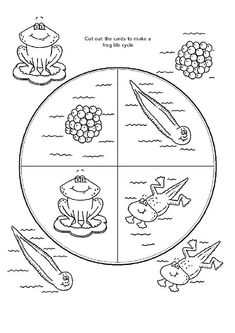 the life cycle of a frog worksheet