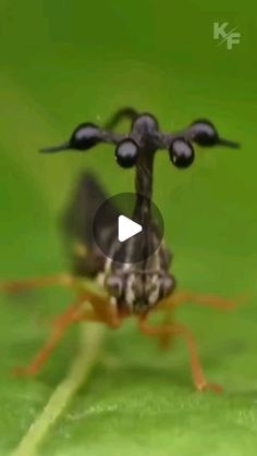 a close up of a bug on a green surface with an arrow in the middle