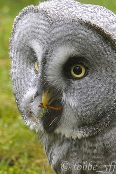 an owl is standing in the grass eating something