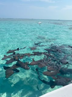 a group of stingfish swimming in the clear blue water near an ocean bird flying overhead