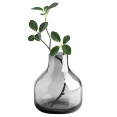 a glass vase with a plant in it on a white background, that appears to be filled with water