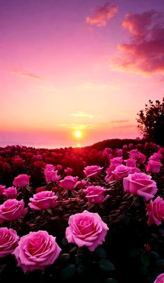 pink roses are blooming in the field at sunset