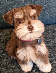 a brown and white dog sitting on top of a couch