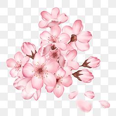 pink flowers on a white background, flower, spring, blossom png and psd