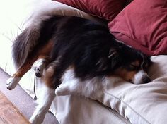 a dog laying on top of a white couch next to pillows and a wooden table