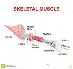 the skeletal muscles and their corresponding parts stock image - medical illustration with description on white background