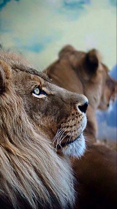 two lions sitting next to each other in front of a wall with clouds on it