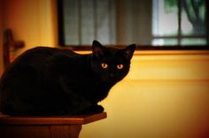 a black cat sitting on top of a wooden table next to a window with the caption, the smallest feline is a masterpiece - leonar da vinci