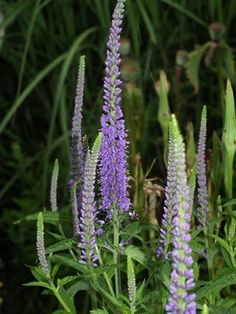 some purple flowers are growing in the grass