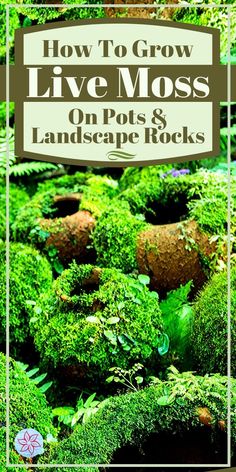 an image of moss growing in pots and landscape rocks with text overlay that reads how to grow live moss on pots and landscape rocks