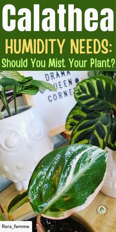 a houseplant with text that reads, what is calathea humidify needs? should you mist your plant?