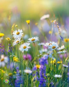 White Flower Meanings, Symbolism, and Folklore Different Cultures, Pure Joy, The Meaning, White Flower, White Flowers, Wild Flowers