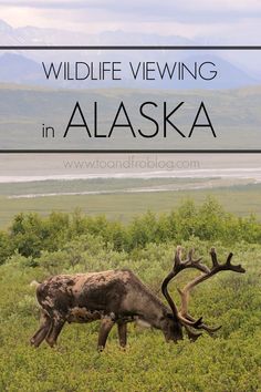 a reindeer grazing in the grass with mountains in the background and text overlay that reads wildlife viewing in alaska