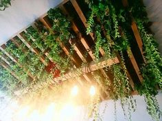 an array of green plants growing on top of wooden slats in a room with sunlight coming through the window