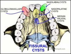 Natural Glowing Skin, Natural Antibiotics, Head And Neck, Authors, Anatomy, Houston, Health