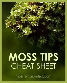 moss tips that are great to use in the garden