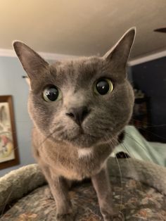 a gray cat standing on top of a bed looking at the camera with big blue eyes