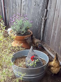 two chickens are in the dirt next to some potted plants and one is pecking at something