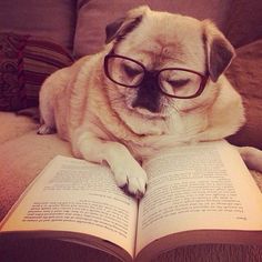 a pug dog wearing glasses laying on a couch reading a book with its eyes closed