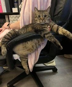 a cat sitting on top of an office chair in front of a woman's arm