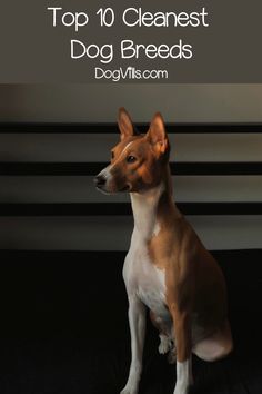 a brown and white dog sitting on top of a black couch with the words top 10 cleanest dog breeds