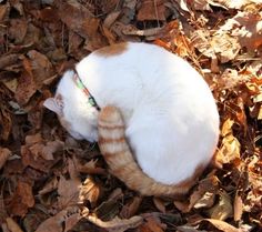 an orange and white cat curled up in leaves