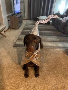 a brown dog sitting on top of a carpet covered floor