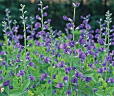 purple flowers are blooming in the garden