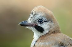 a close up of a small bird with blue eyes