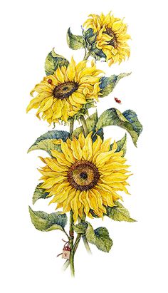 Sunflower Images, Sunflower Clipart, Watercolor Sunflower, Botanical Art