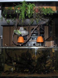 two orange lamps hanging from the ceiling above a fish tank filled with plants and other items