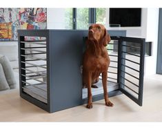 a brown dog is standing in front of a metal cage that holds his head up